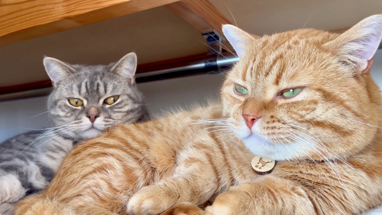 クローゼットの天使たち #猫 #マンチカン