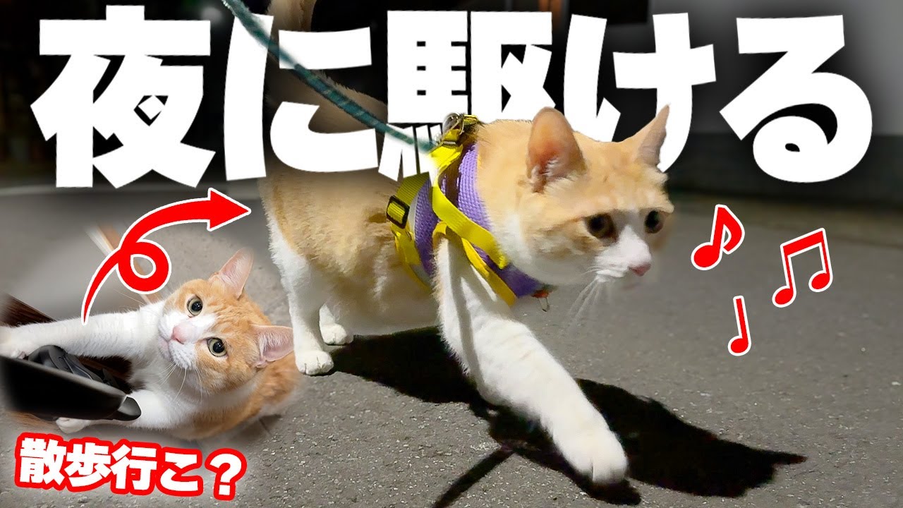 深夜に飼い主を誘ってウキウキで散歩する猫のテンションが高すぎましたwww
