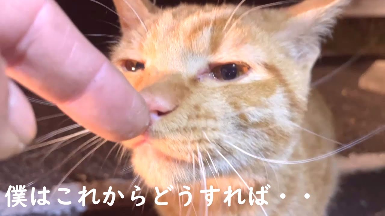こんなに可愛い子猫が・・