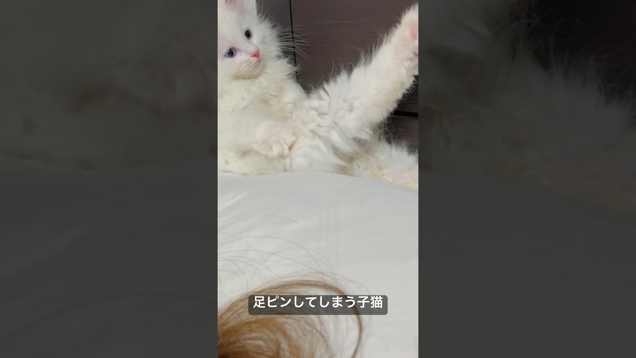 足ピンしてしまう子猫 #shorts #cat #kitten #猫 #子猫 #ラガマフィン #ragamuffin
