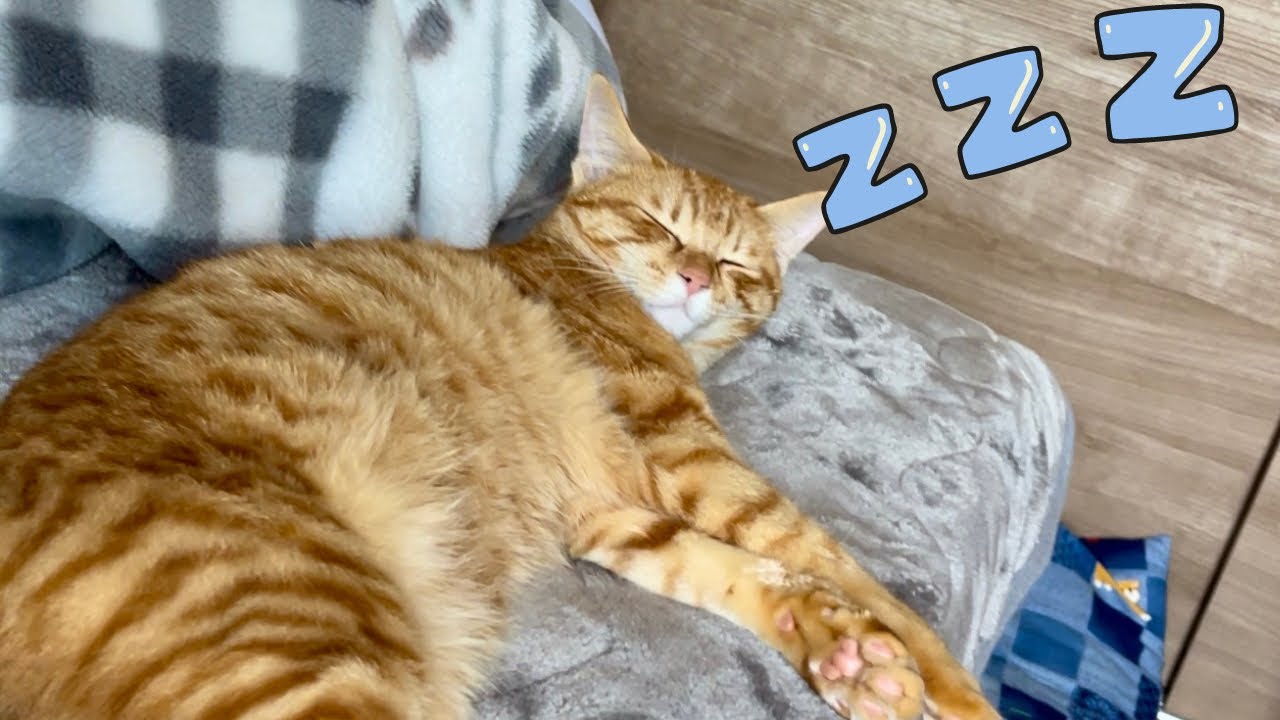 体調を崩した飼い主に寄り添ってくれる子猫がこちらです…