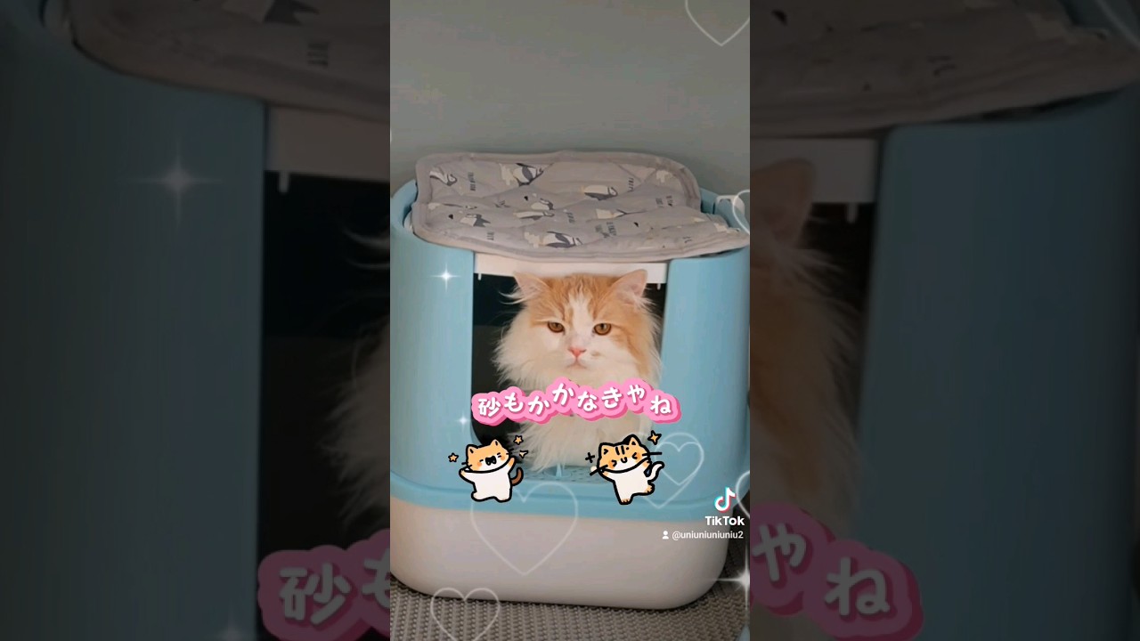 猫の生活もいろいろ大変にゃ！ #ラガマフィン #猫のいる暮らし #shorts