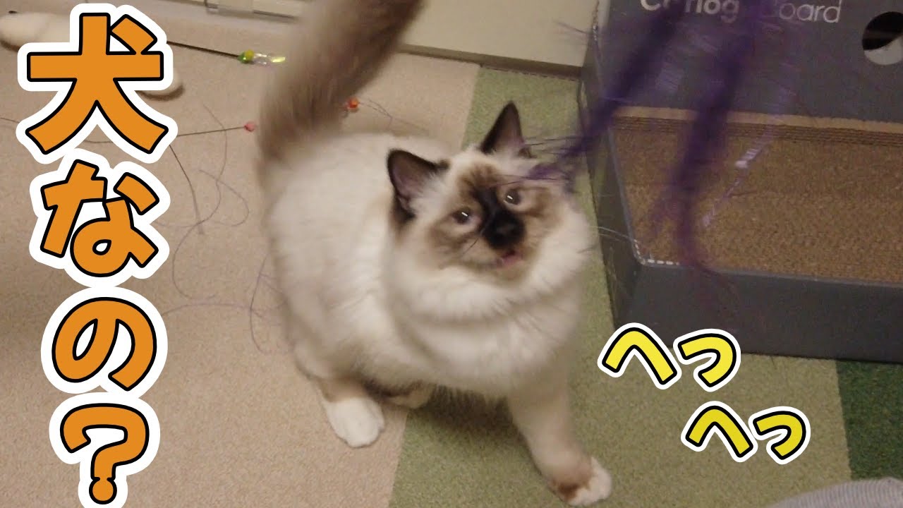 犬なみにはしゃぐ子猫！おもちゃは繊細でした…【バーマン】