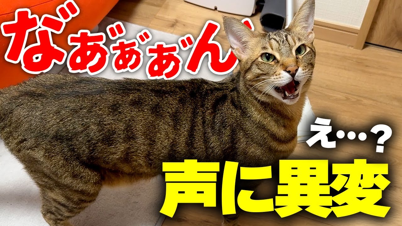 飼い主大好きな猫の可愛い声に異変が生じてしまいました…。病院に連れて行く前に証拠映像を撮影してみます。