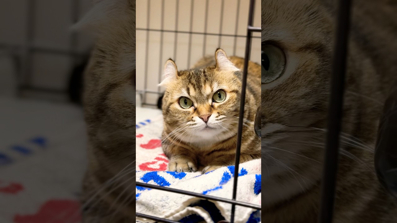 【猫史上！】ゆめなちゃんが贈る、最も愛くるしいキュートな日常 #アメリカンカール #保護猫 #Shorts