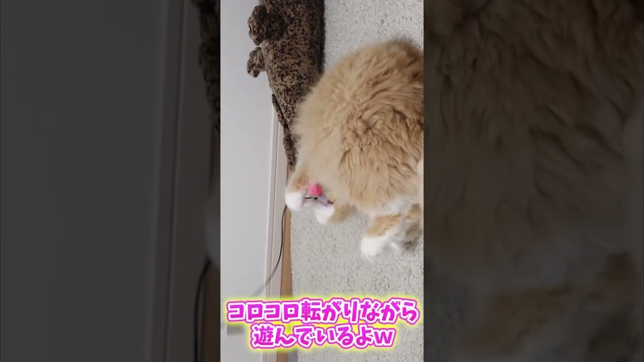 遊んでくれるけどなんか面倒くさそうな猫🐈　　#ラグドール #子猫 #猫