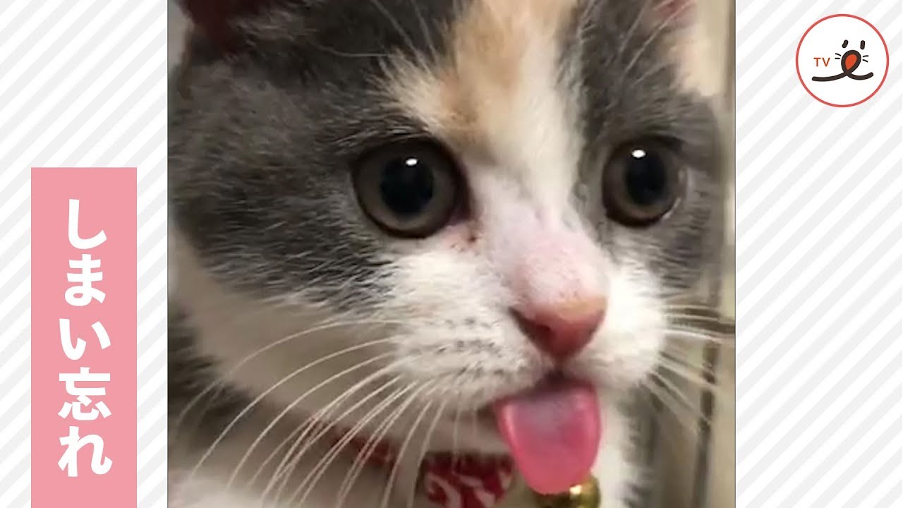 しまい忘れに注意‼️ 盛大にかわいい舌がでているニャンコだけど…🐱【PECO TV】
