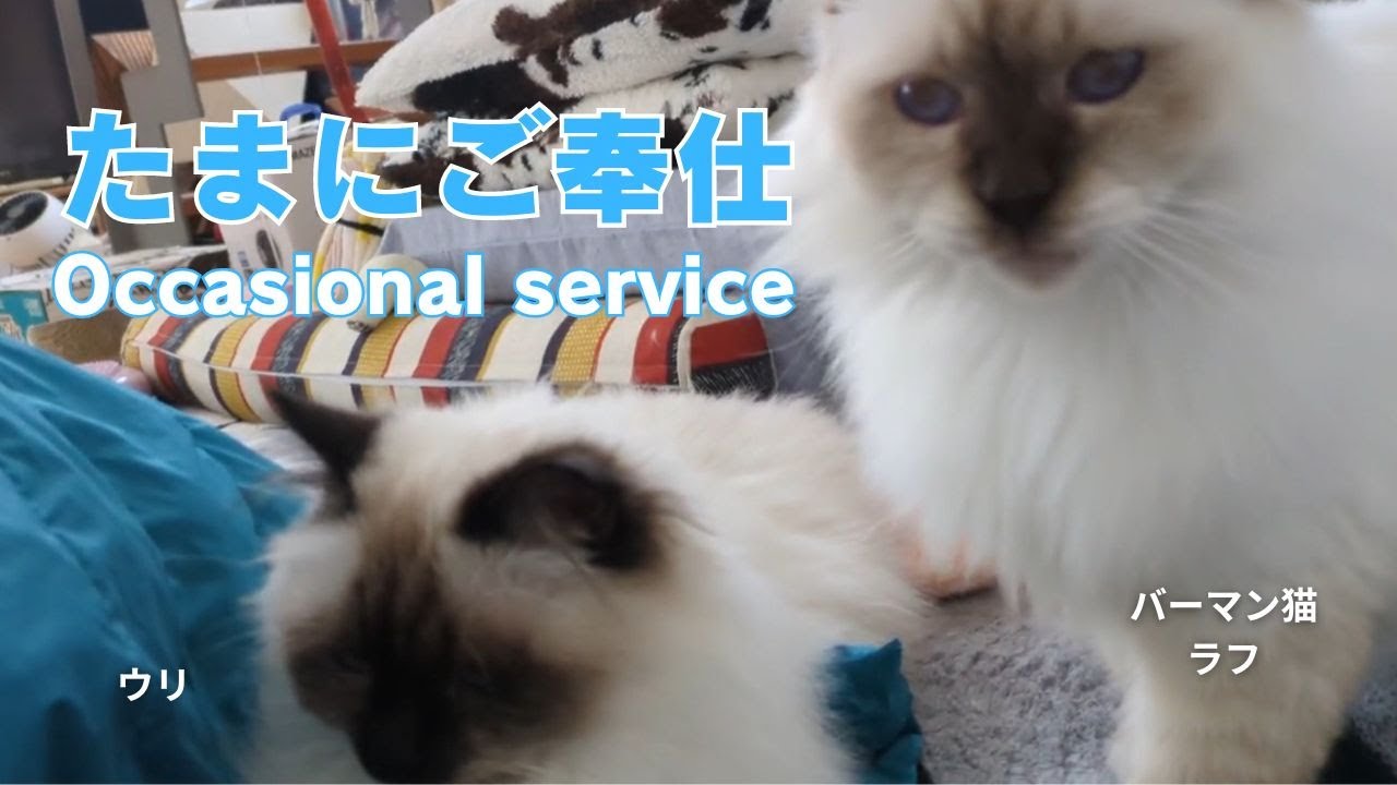 バーマン猫ラフとウリ【たまにご奉仕】Occasional service（バーマン猫）Birman/Cat