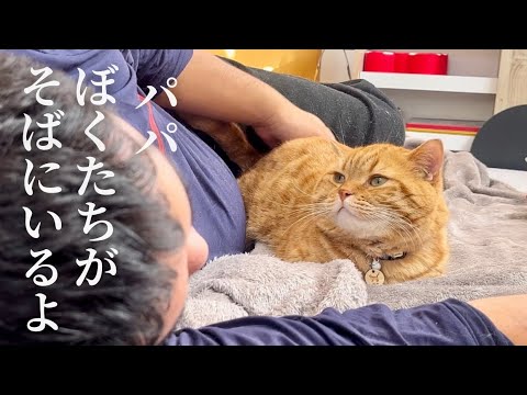 病気のパパの側を離れない猫たちがかわいくて泣けました！ #猫 #マンチカン