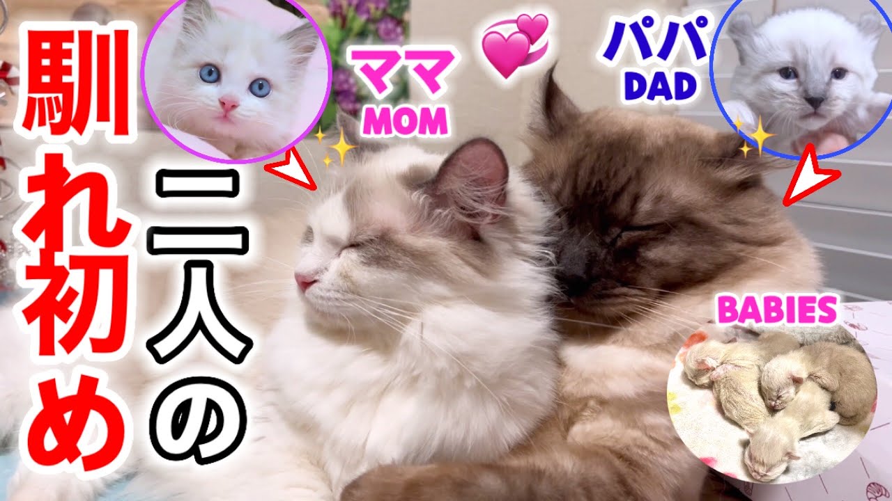 お転婆なラグドールのママと年下そり耳オオヤマネコのパパのロマンチックな運命の出会い💞【お迎えから夫婦になるまでの恋物語】 #猫 #恋物語