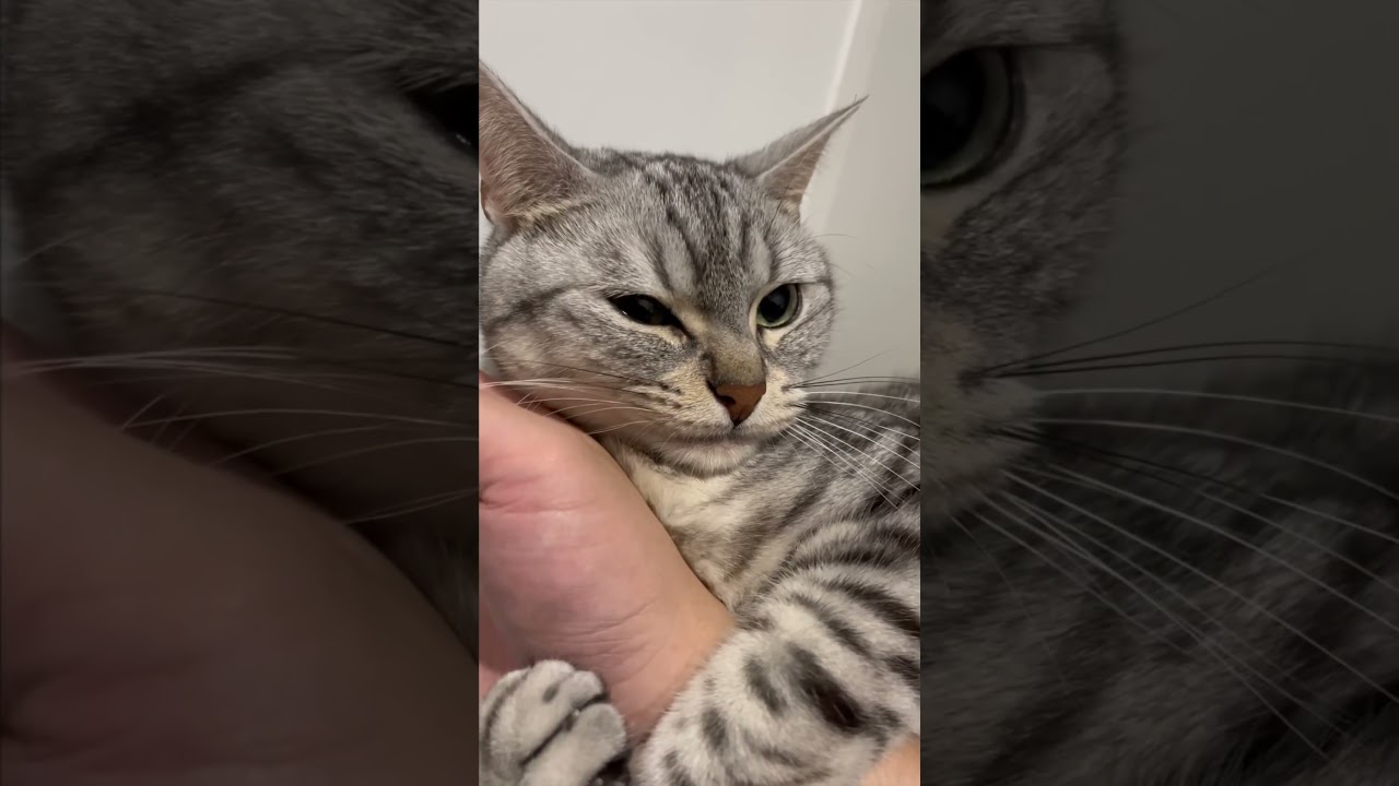 猫が甘えん坊すぎてゲームどころじゃねぇwww#shorts