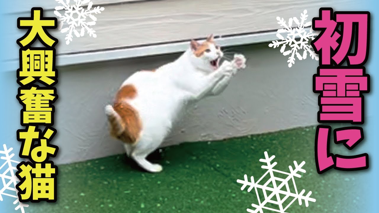 新居での初雪におおはしゃぎする猫が可愛いすぎた【関西弁でしゃべる猫】【猫アテレコ】