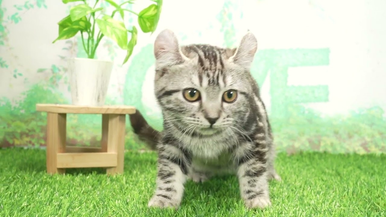 Coo&RIKU　No00664317 アメリカンカール