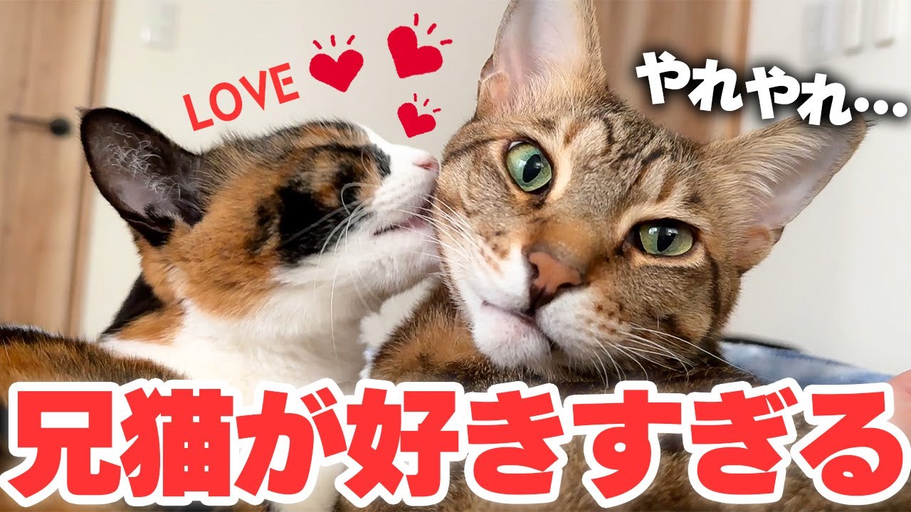 何をしても受け入れてくれる兄猫のことが好きすぎてキスが止まらない三毛猫が可愛すぎました…