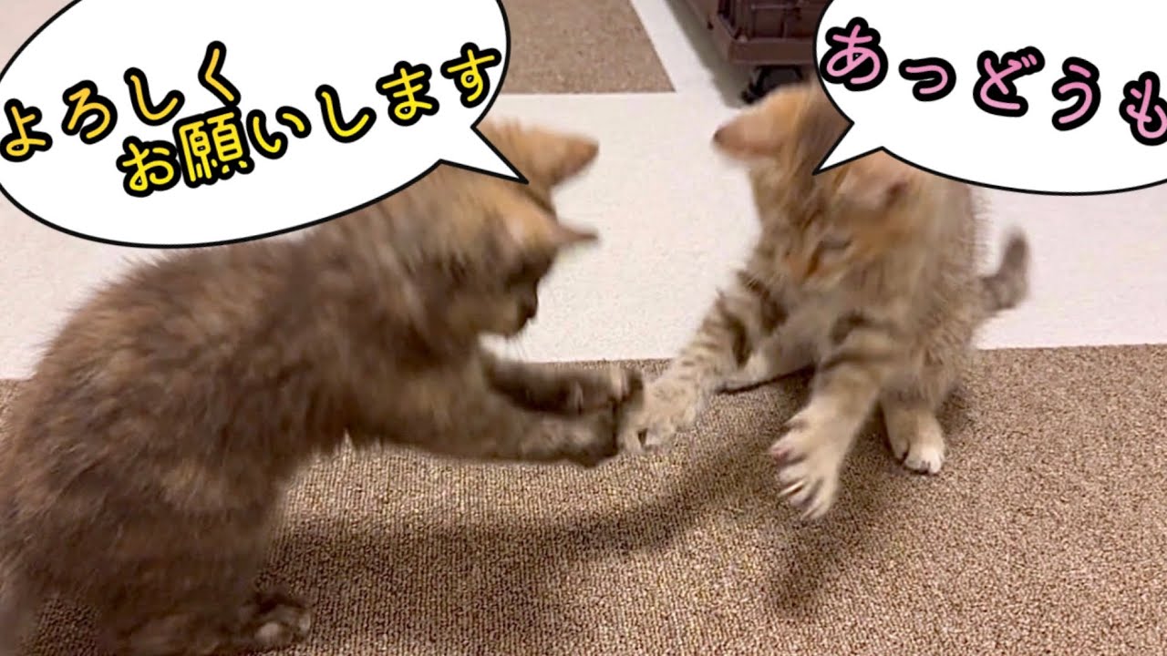 初めてのお部屋で保護した子猫達がこうなりました。 #11