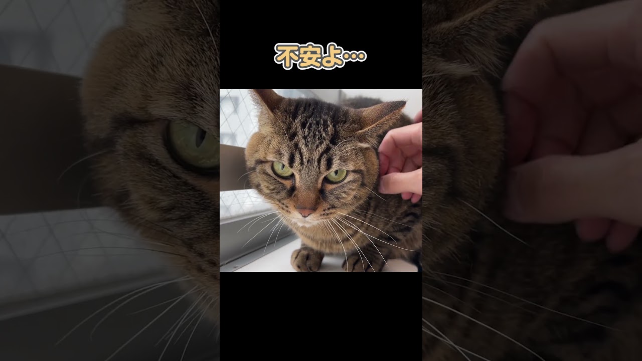 「病院はいやっ！」と、必死に抵抗する猫
