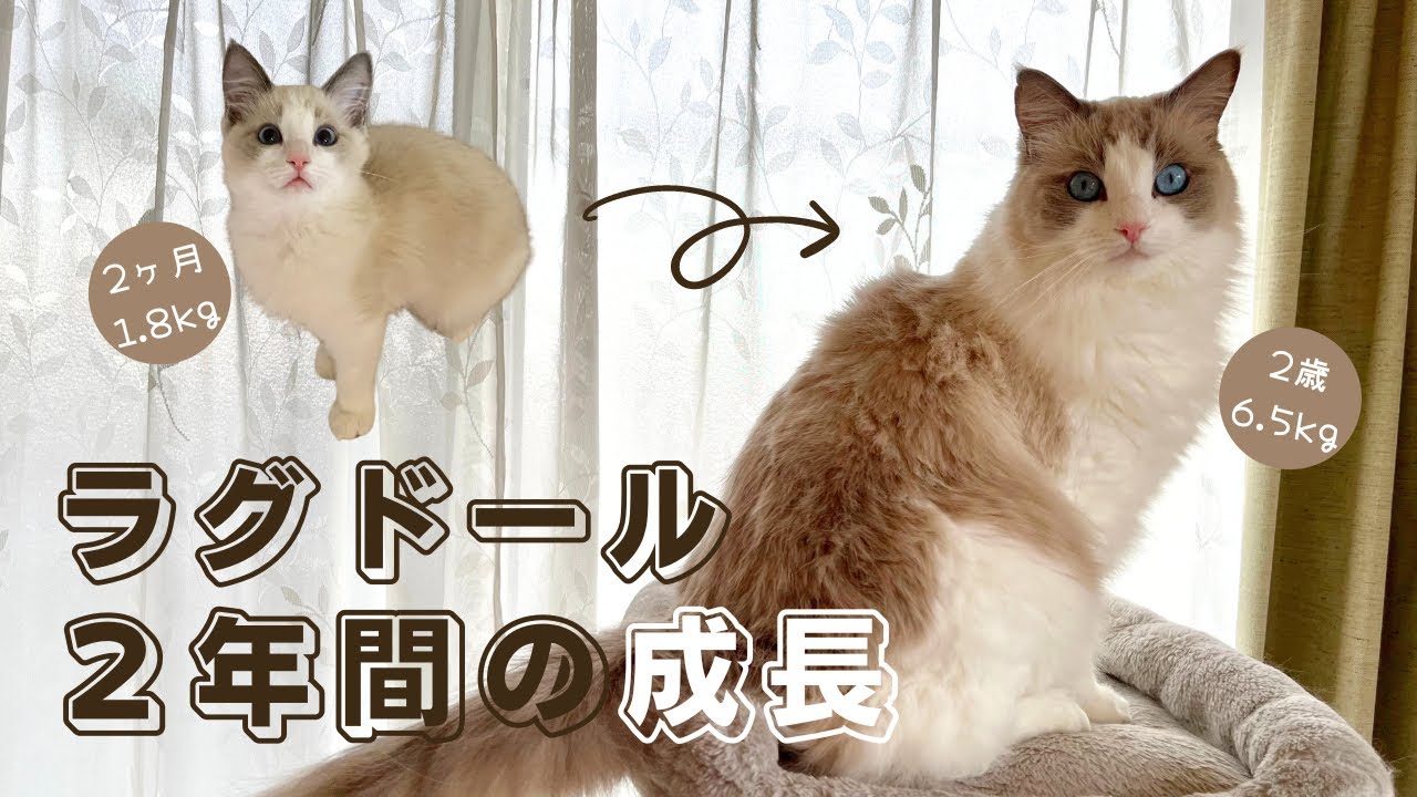 ラグドールの子猫をお迎えしてから2年！成長記録【ラグドールのルタオ】