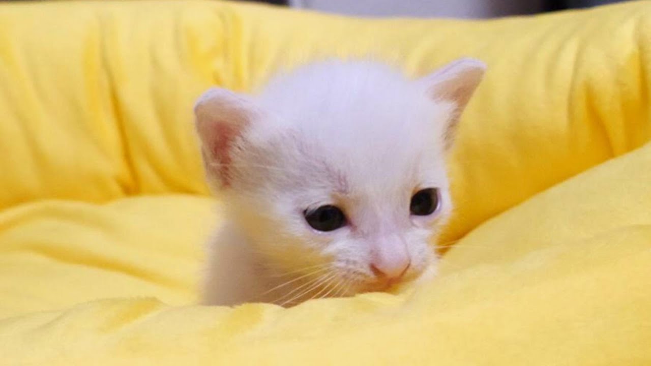 白い小さな子猫にお兄ちゃん達ができました【赤ちゃん猫　保護猫】