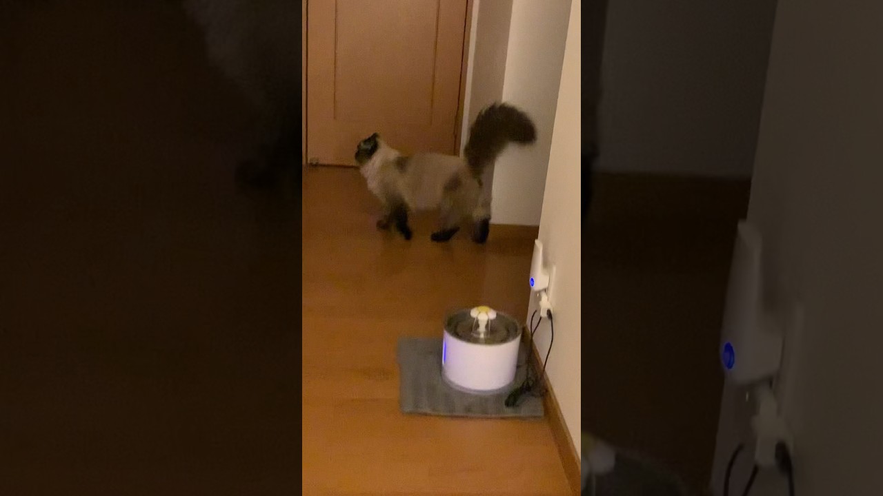 寝ると思いきやイタズラしにいくげんたくん#猫 #ヒマラヤン #猫のいる生活 #shorts