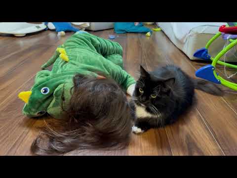 甘えるチャンスがそれぞれな猫　ノルウェージャンフォレストキャット　ラガマフィンA cat looking for a chance to be pampered.
