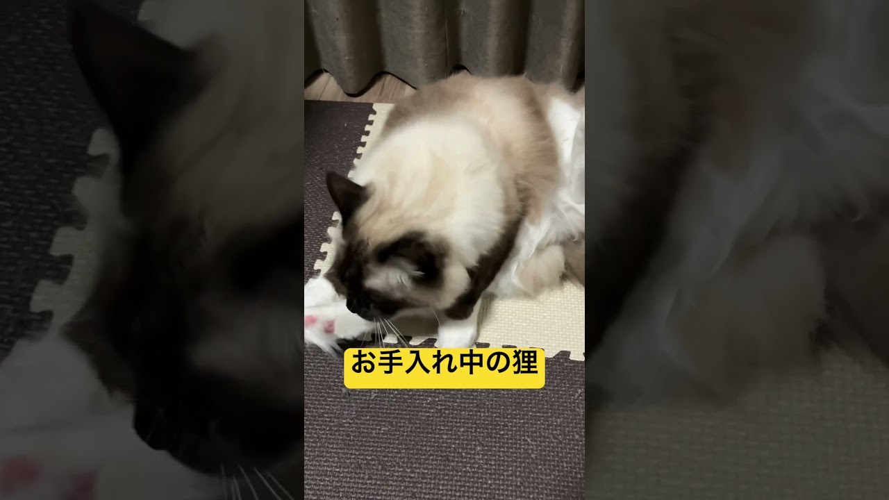 お手入れ中のラグドールのたぬきみたいな猫 #cat #ragdoll #ねこ #ラグドール #猫のいる暮らし #cute #ラグタイム #dog #ラガマフィン #アライグマ