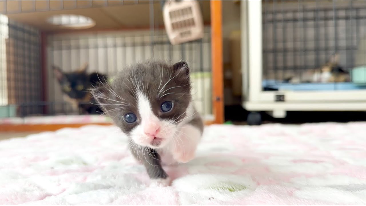ミィミィ鳴きながらお散歩を楽しむ生後16日の子猫＆嬉しいお知らせ【ポノfam物語#15】Kitten taking a walk while purring in a cute voice.