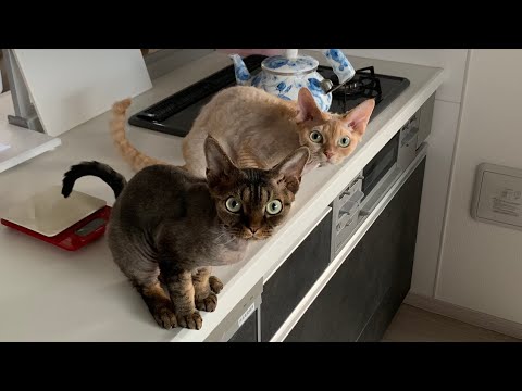 デボンレックス兄弟の最近の可愛い写真まとめました(A collection of recent cute photos of Devon Rex brothers)