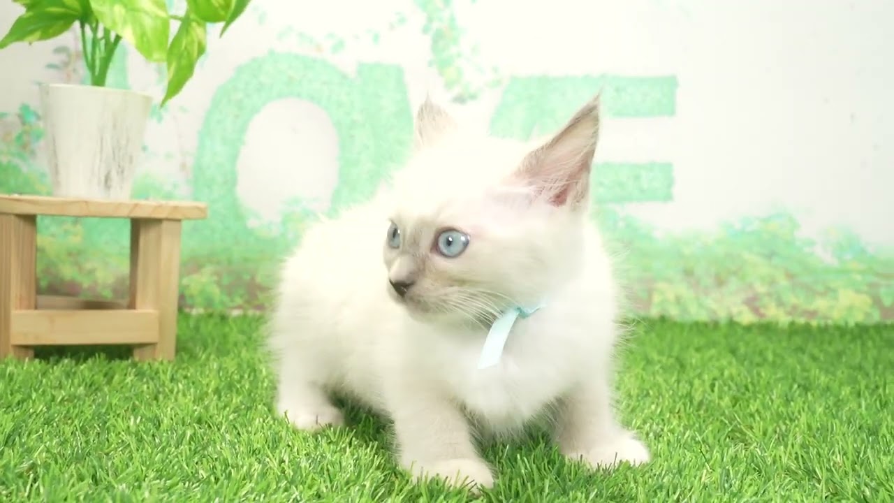 Coo&RIKU　No00664316 ラグドール