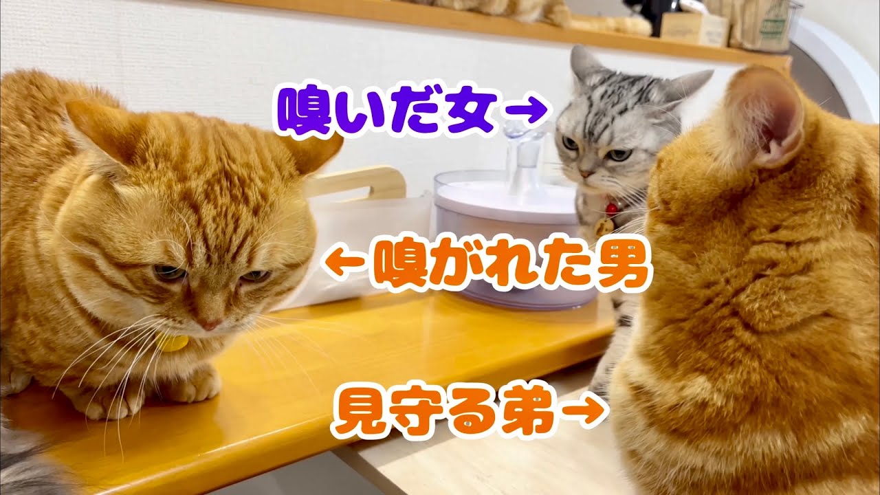 あいちゃんに合意なしにお尻を嗅がれて不満をぶつけたいぽちゃくんと喧嘩にならないように見守ってるちゃびくん。 #猫 #マンチカン