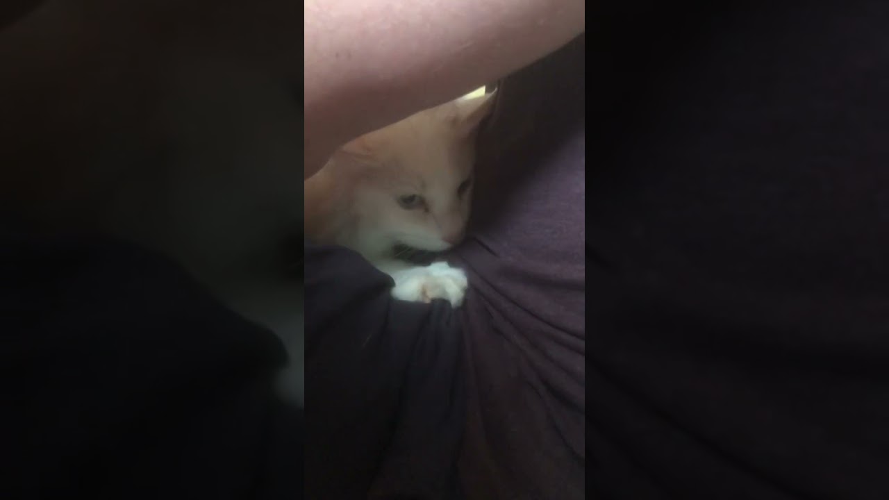 実家の子がいちばん　#日常 #猫 #ねこ #cat #shorts