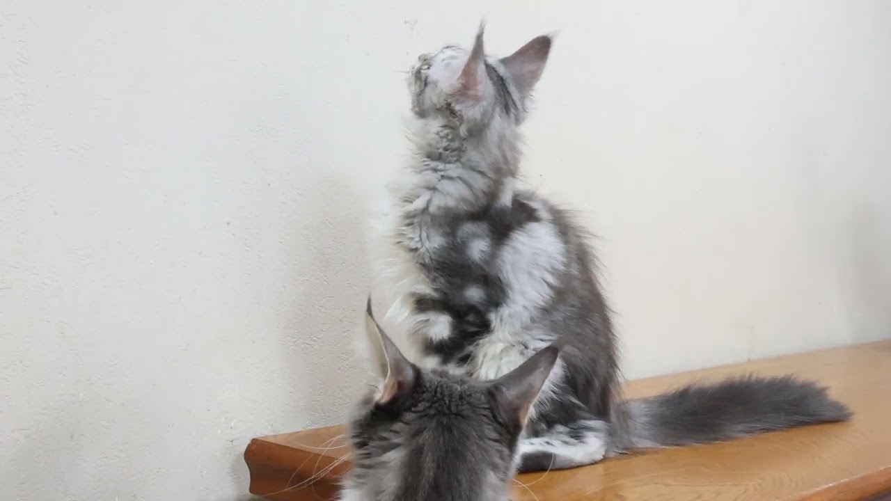 生後4ヶ月半シルバーのメインクーン子猫モニカちゃん