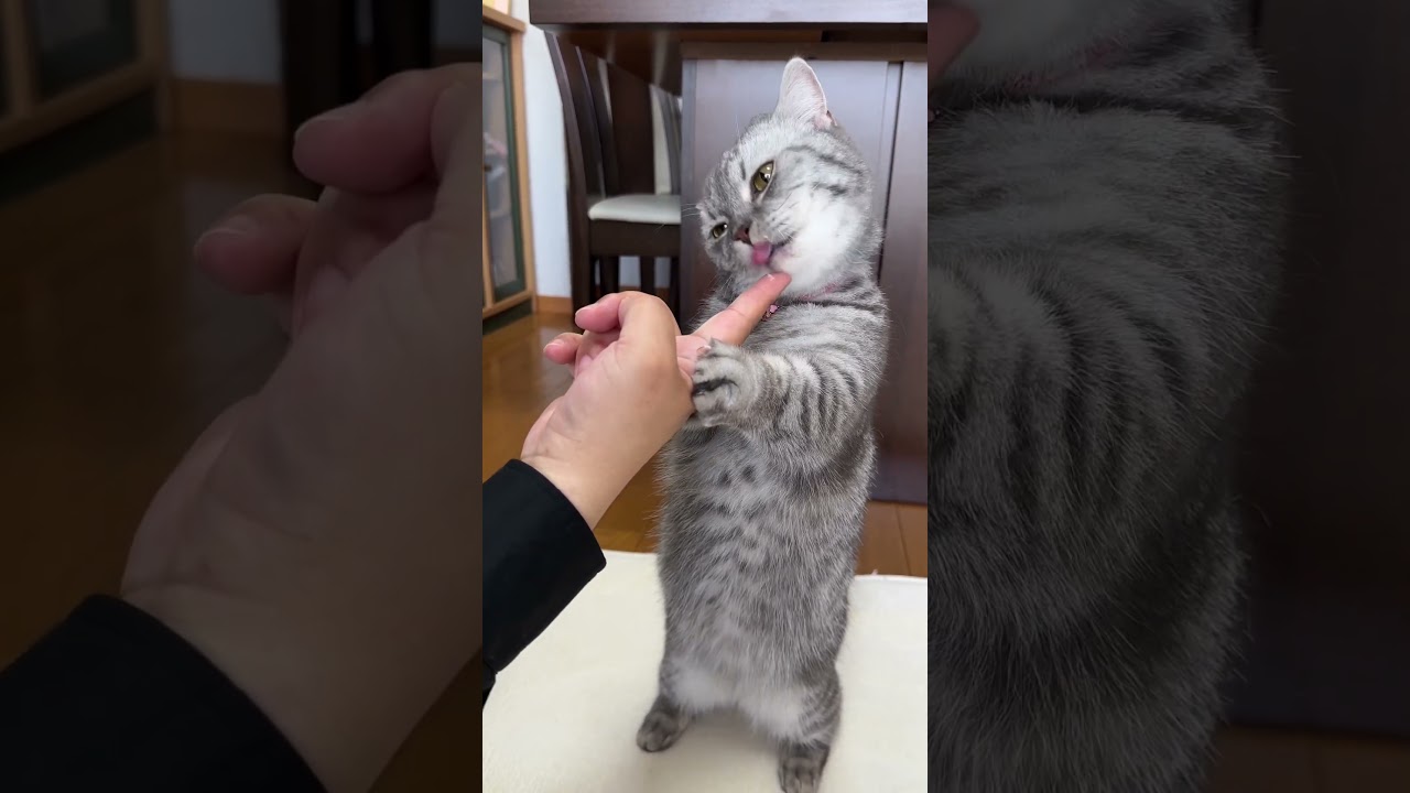 ちゅ〜るに夢中な猫🐈 #猫 #マンチカン #cat #kitten #kitty #catlover #kittens