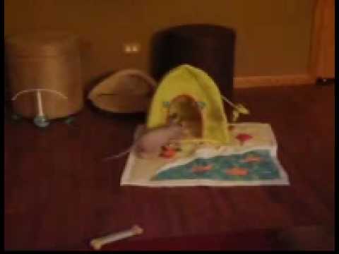 クレーマー君 (元スタポン)の今