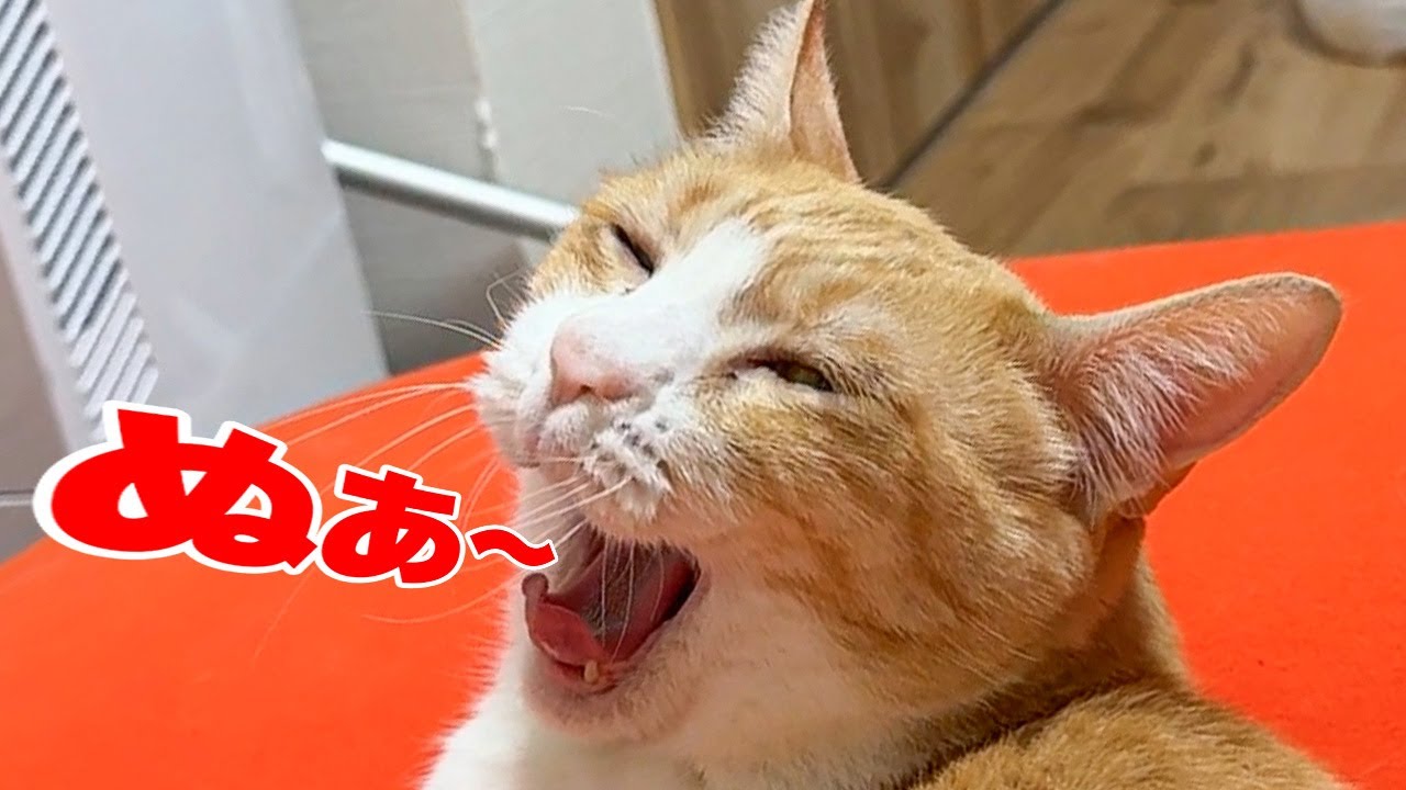 部屋の電気をつけると絶対に猫はあくびをします。