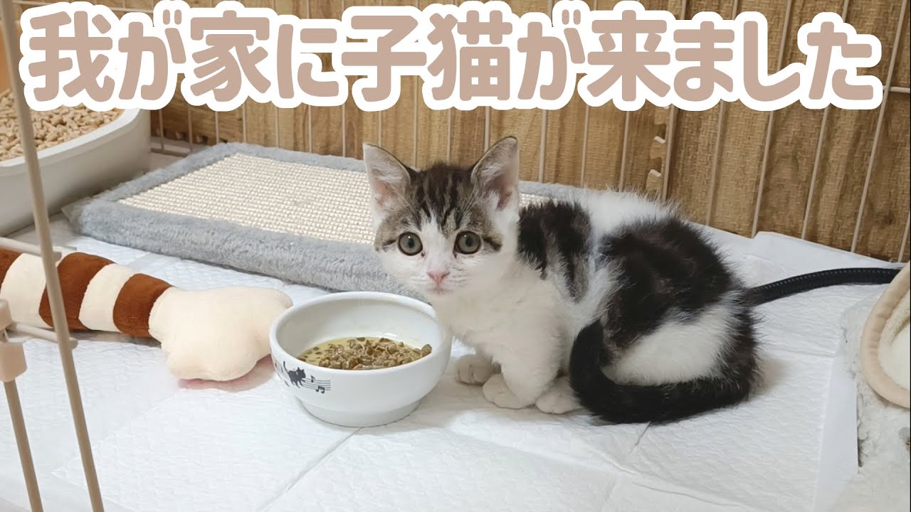 亡くなってしまった猫にそっくりな子猫と運命的な出会いをしました。