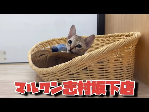 【ＮＥＷ☆ＦＡＣＥ】神秘的なにゃんこ。シンガプーラくんが登場！