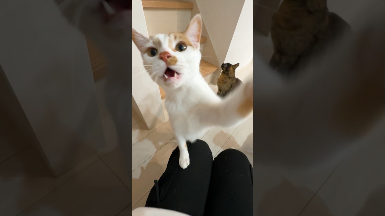 子猫がパンチしてきます…！ #shorts