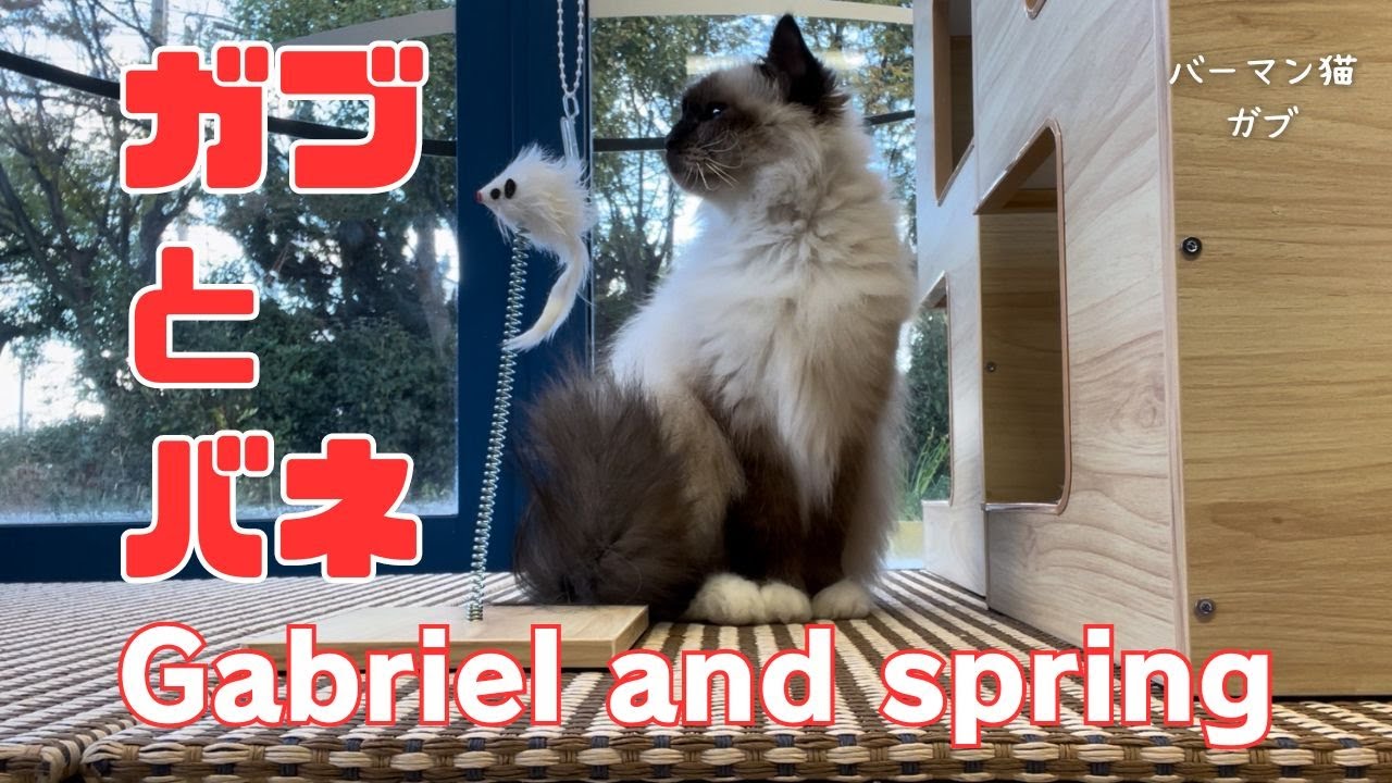 バーマン猫ガブ【ガブとバネ】Gabriel and spring（バーマン猫）Birman/Cat