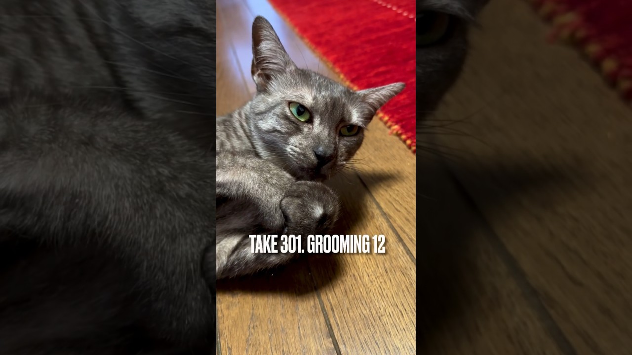 #グルーミング 中にふと・・・あれ、もうおやつ食べたっけ？#grooming #エジプシャンマウ #egyptianmau #猫のいる暮らし #shorts