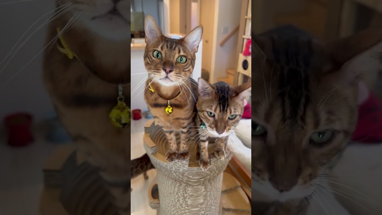 ベンガル猫がボロボロ湧いてきます🐈🐈🐈 #shorts