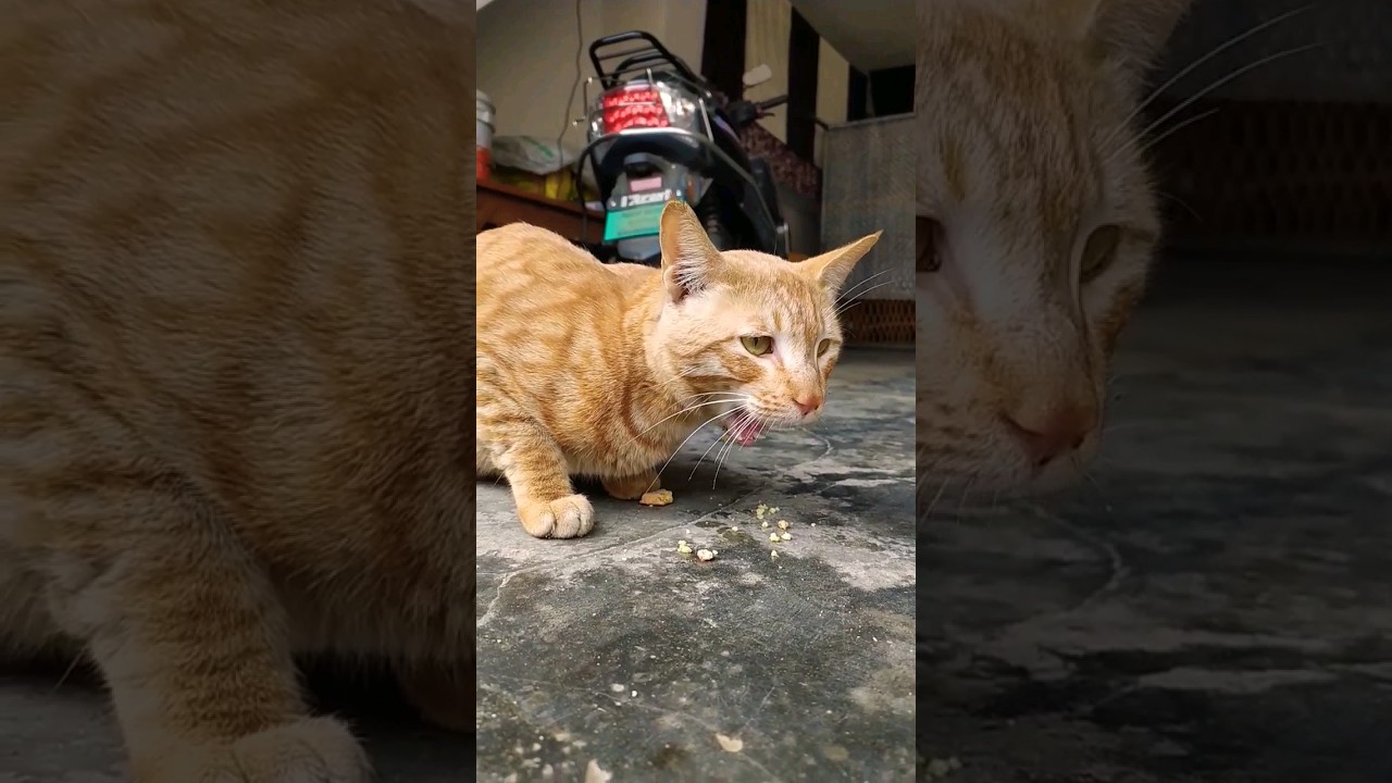 cute brown cat 🤎 #cute #animals #wildlife #cat #pets