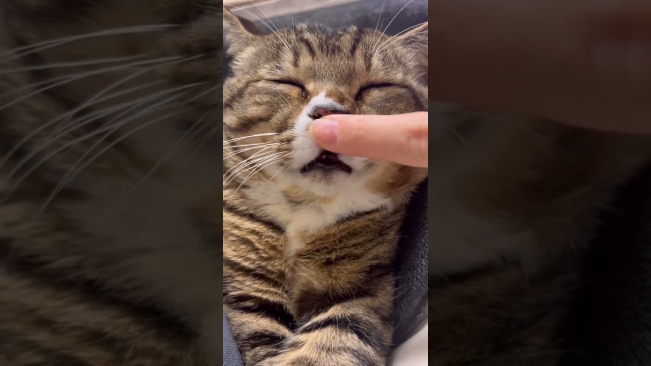 #元ボス猫 #保護猫  家猫歴たった半年のほたて君。　毎日のように大声を出して相手をめちゃんこにしてたあの姿はどこへ？？？？？？？