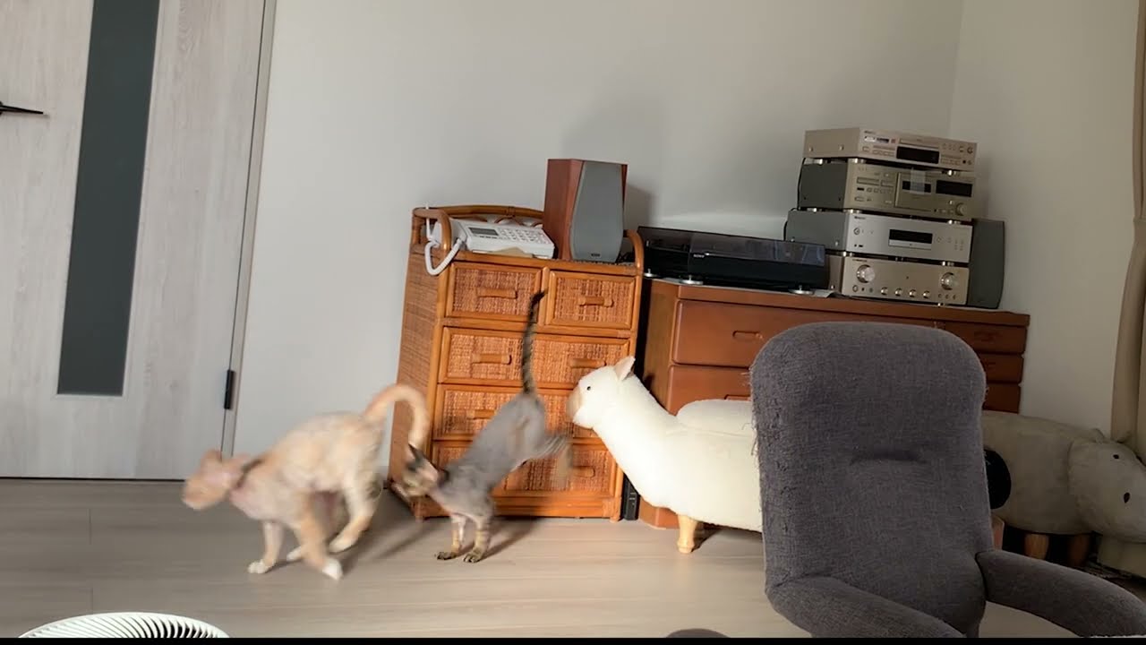 デボンレックス兄弟の日常のお遊び風景(Daily playing of Devon Rex brothers)