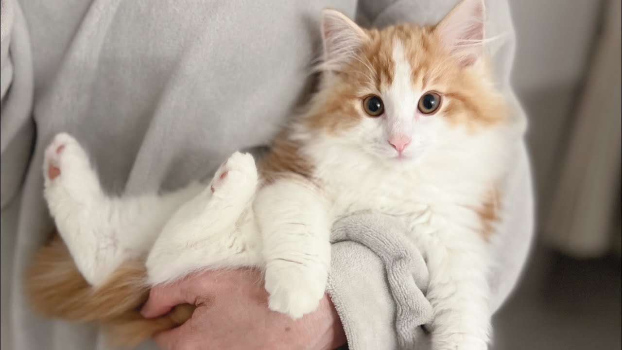 おやすみ前、子どものように抱かれる子猫【ノルウェージャンフォレストキャット】 #cat