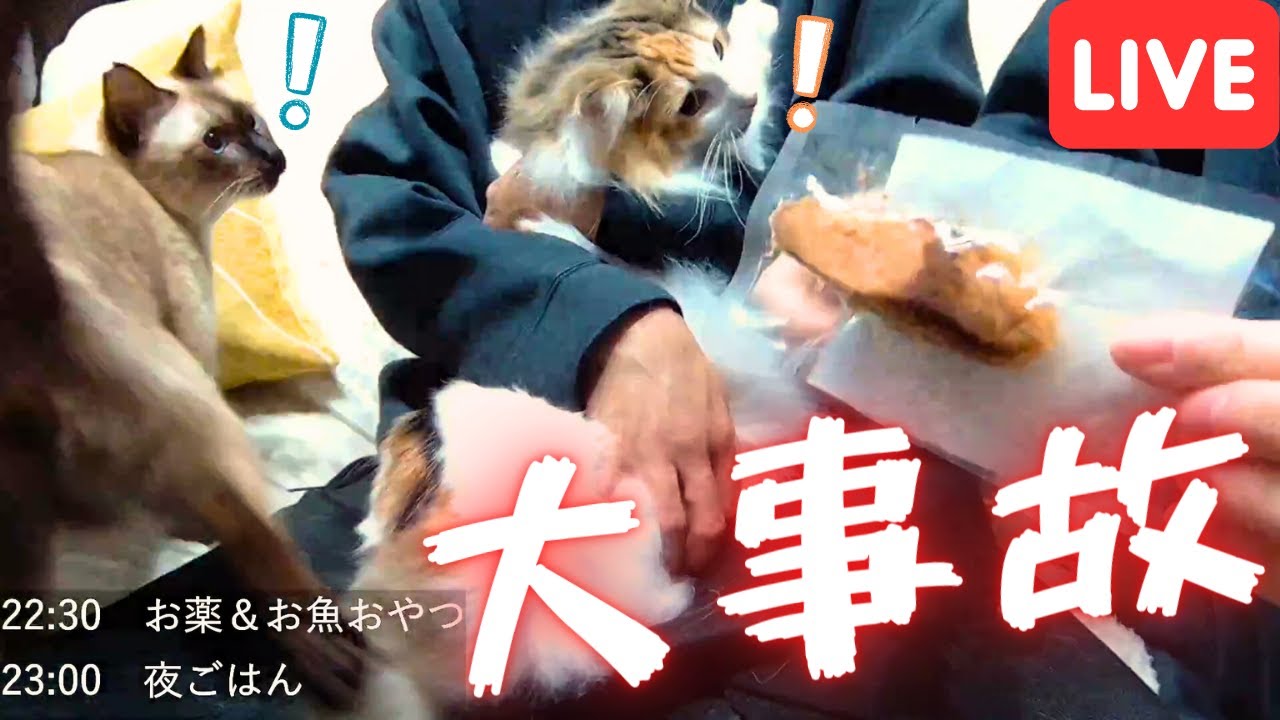 生放送中に特別なお魚おやつを保護猫＆北欧猫にあげたら大事故起きた…【シャム猫/シャムミックス＆ノルウェージャンフォレストキャット】