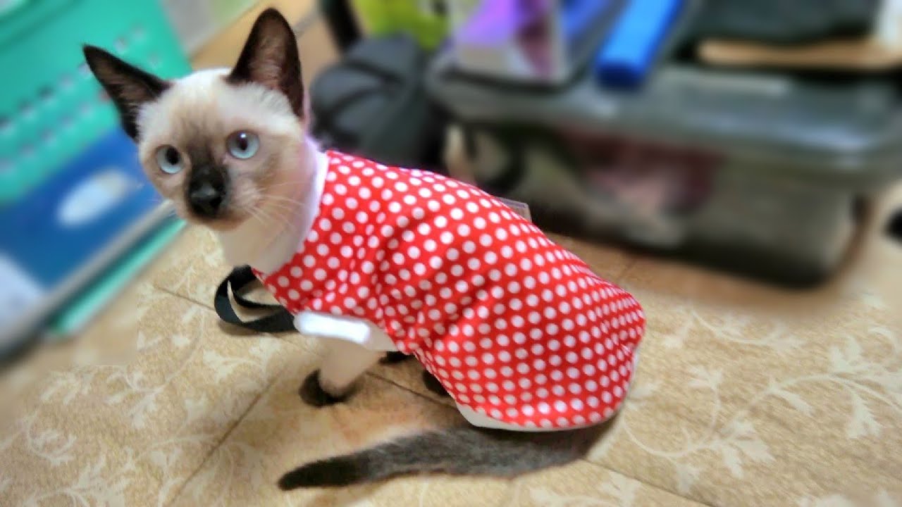 着てる服を自ら脱いで丁寧に折りたたむシャム子猫🤭