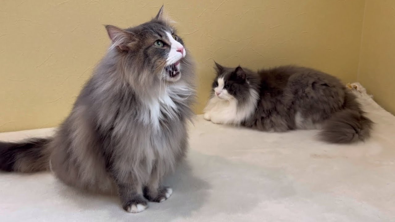 【レア】元気に遊ぶ末っ子と、のんびりタイムの兄組…ついにシャールが絡まれた…wwwターキッシュアンゴラとノルウェージャンフォレストキャット♡