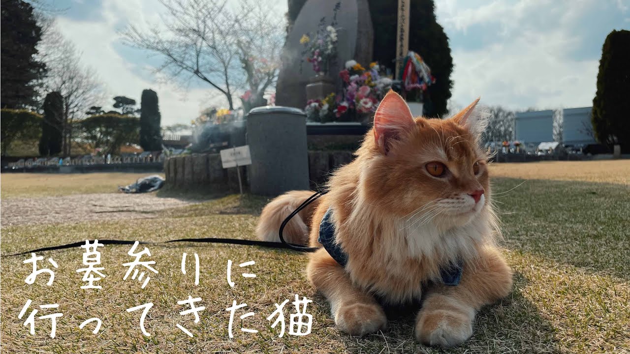 先代猫ちゃんのお墓参りに行った猫【アメリカンカール】