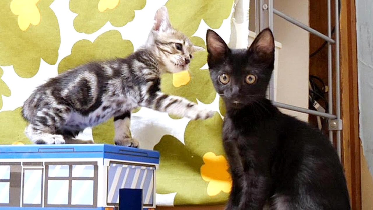 ちび子猫達から遊びに誘われて嬉しそうなお姉ちゃん子猫【赤ちゃん猫　保護猫】