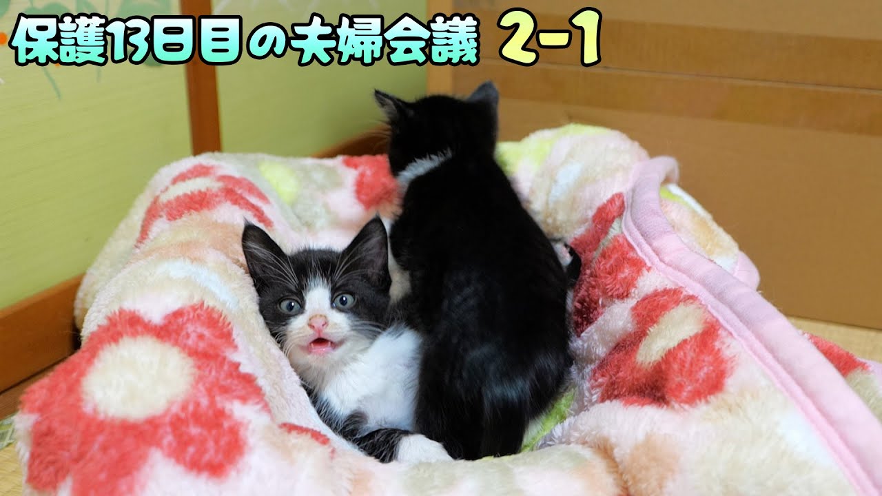 道路のずぶ濡れ子猫保護13日目の夫婦会議【2-1】